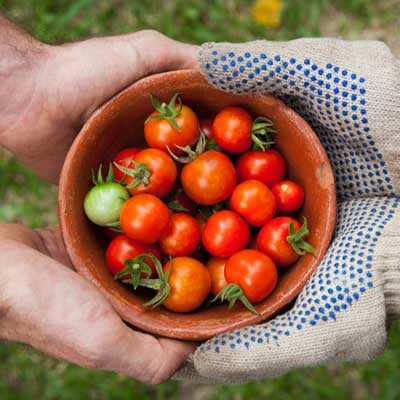 organic farming vegetable