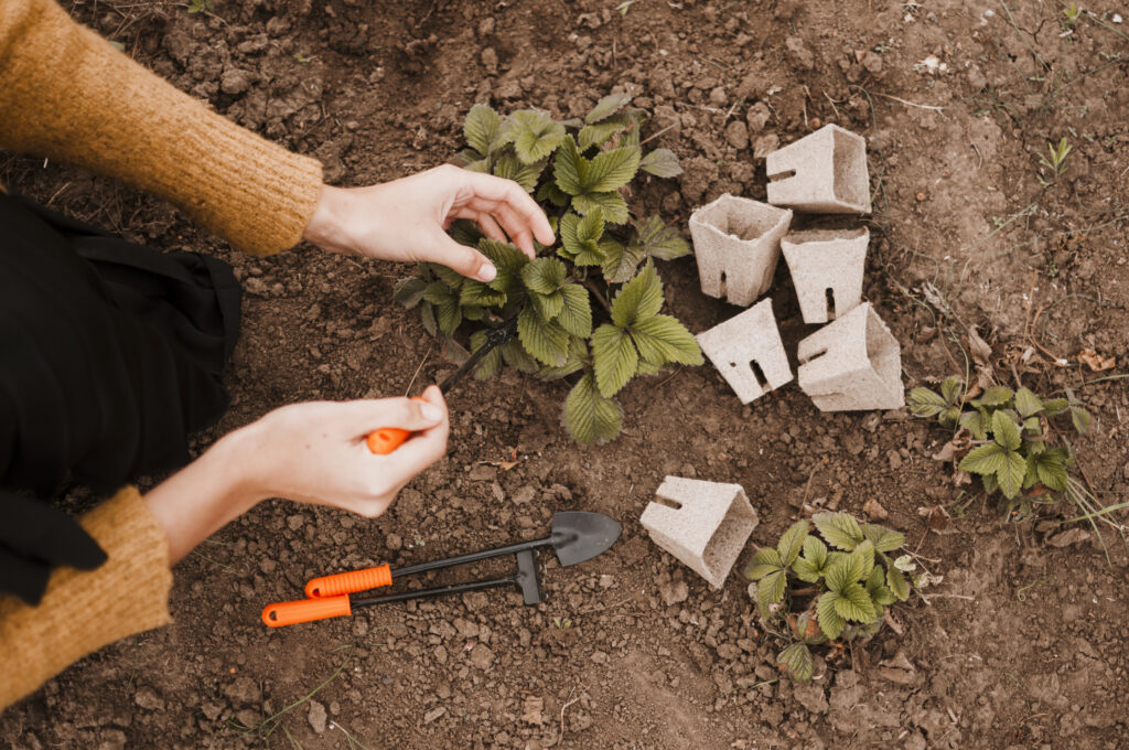 Soil Preparation and Nutrient Management