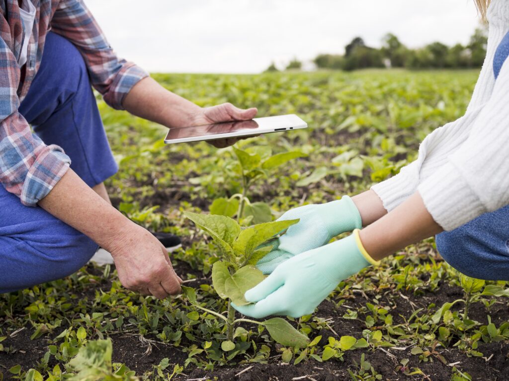 Crop Rotation and Intercropping