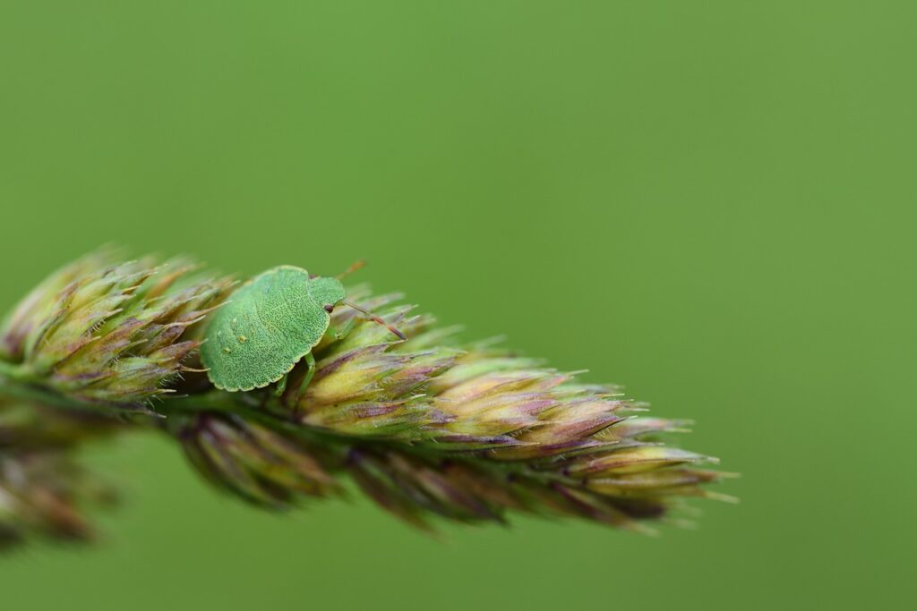 Organic Pest and Disease Control